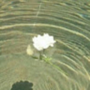 Meet your Posher, Ella